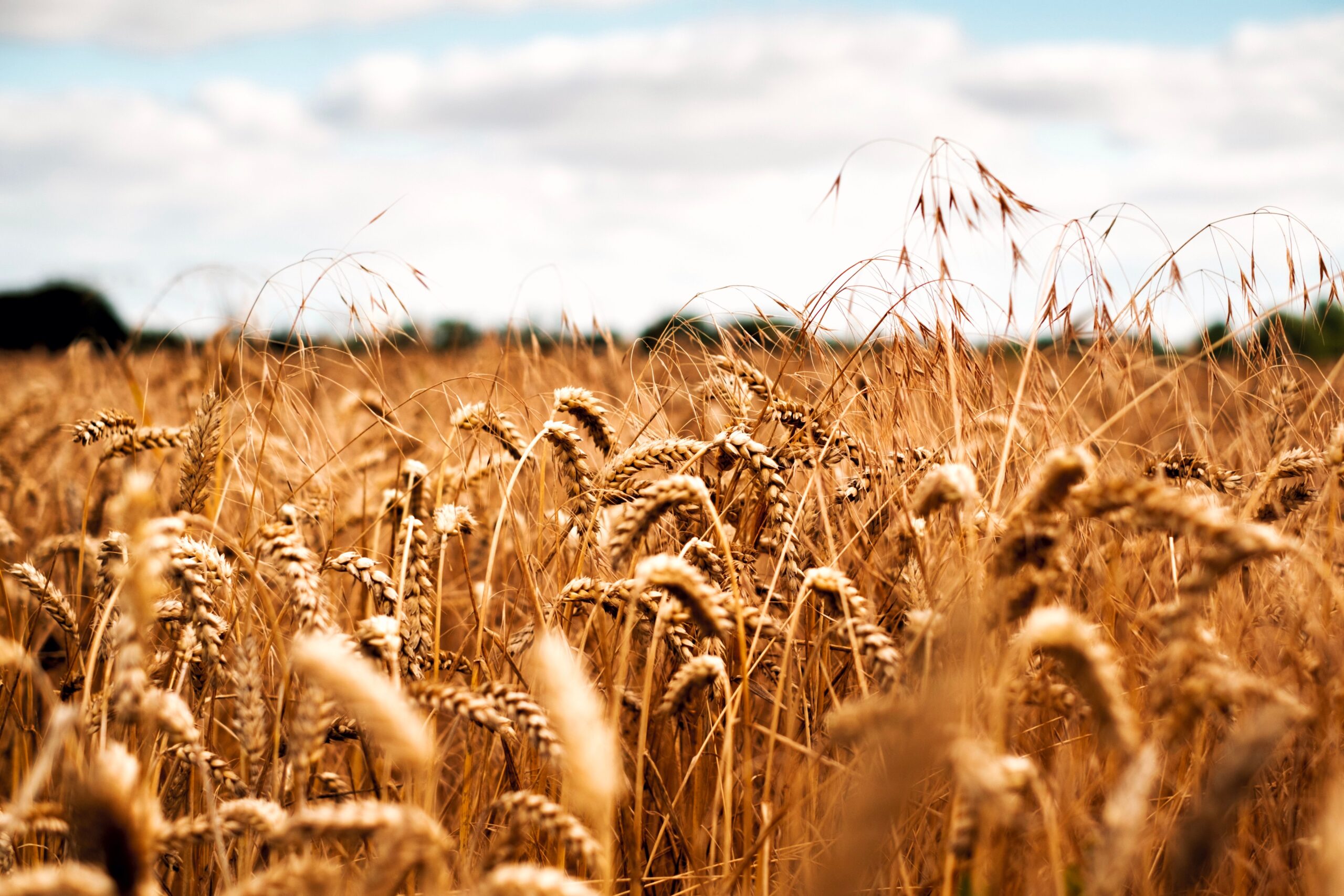 Close-up of a golden wheat field under a bright, cloudy sky, capturing rural beauty.